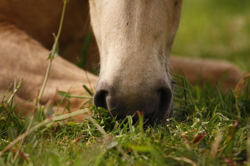 Ljoska von Heidmoor (12).jpg